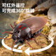 创育抖音遥控蟑螂玩具小强仿真电动小虫子假昆虫创意礼物整蛊道具恶搞 [经典版-遥控蜈蚣]黄黑款9901+螺丝刀 [升级版]另赠24粒电子