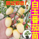 Yimizhu Shouguang White Jade Tomato Seedlings Millennium Cherry Tomato Cherry Persimmon Seeds White Fei White Pearl Black Rose with Soil Ball White Jade Tomato Seedlings 10 + Free 2 + 1 Pack of Fertilizer