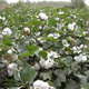 Miao Chongchong Xinjiang Cotton Seeds High Yield Lazy Man Thousand Jin Jin is equal to 0.5 kg Wang Datian Planting Xinjiang High Yield Cotton Seeds This Year's New Seeds Package Selected 50
