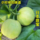 Xiangbin Japanese Sweet Treasure Melon Seeds Extra Large Authentic Spring Season Fruit Seeds Super Sweet Watermelon Muskmelon Seeds Japanese Sweet Treasure Seeds 100 original x2 packs
