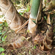 Bamboo seedlings, fruity bamboo shoots, Yunnan Bo's sweet dragon bamboo shoots, bamboo shoots that can be eaten raw when they are planted, 20 sweet bamboo seedlings