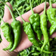 Native pepper seeds spring early maturing extra spicy thin skin green spicy delicious pepper tip seeds pepper seeds 100 local varieties 2 packs 400 capsules x