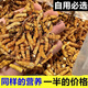 【药房直售】冬虫夏草干货大肉段干草冬虫夏草滋补泡酒 冬虫夏 冬虫夏草(10克)纯肉段