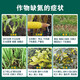 Liquid slow-release nitrogen fertilizer foliar fertilizer for corn, wheat, rice, fruit trees, vegetables, seedlings, strong stems, increased yield, high-nitrogen water-soluble fertilizer, liquid slow-release nitrogen 1300g*12 bottles