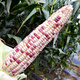 Sowing mood super sweet waxy corn seed black sweet waxy sticky colorful waxy fruit corn seed larvae field high yield big stick easy living hybrid <National Approval> Colorful sweet waxy corn 1 pack about 50 grains No Specifications