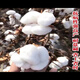 Miao Chongchong Xinjiang Cotton Seeds High Yield Lazy Man Thousand Jin Jin is equal to 0.5 kg Wang Datian Planting Xinjiang High Yield Cotton Seeds This Year's New Seeds Package Selected 50