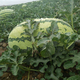 Xiangbin watermelon seeds Ningxia selenium sand mountain stone melon seeds sown in all seasons, high yield, thin skin, medium ripe, super sweet, large fruit seed, Desert No. 1 watermelon seeds 100 original