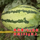 Xiangbin resistant to heavy cropping Xinong No. 8 watermelon seeds extra large lazy unicorn super sweet high yield giant watermelon fruit seeds Xinong No. 8 watermelon seeds 5g original