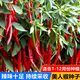 Spicy Spicy Pepper Seeds, Golden Spicy Green Peppers, Pig Intestine Pepper Seeds, Potted Vegetable Seeds for Garden Fields and Balconies, New Beauty Peppers, Hot and Touching, Approximately 900 capsules, 3 packs