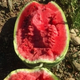 Xiangbin watermelon seeds Ningxia selenium sand mountain stone melon seeds sown in all seasons, high yield, thin skin, medium ripe, super sweet, large fruit seed, Desert No. 1 watermelon seeds 100 original