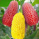 Super sweet fruit, pineapple corn seeds, strawberry corn, sweet waxy corn seeds, raw field vegetables, 20 strawberry corn seeds + 20 pineapple corn seeds