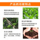 True canker, unique citrus peach tree, fruit tree and vegetable canker, soft rot bacterial perforation, 1 billion live bacteria microbial agent, citrus canker special 1000g*10 bags
