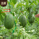 Northern Vegetable Watermelon Seed Seedlings Early Mature Thin-Skinned Small Fruit Suitable for Potted Melon Seeds in the North and South Ruby Watermelon Seeds 50 Tablets