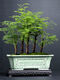 Chenjing cerámica china rectangular paisaje rectangular macizo Phalaenopsis planta verde de pila vieja maceta de marco de oro grande ramas flotantes de mármol yn 1424 frijoles verde +c25 pc cerámica [con agujeros]