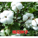 Xinjiang Cotton Seed Lazy Man Thousand Jin Jin is equal to 0.5 kg Wang Datian Planting Resistant to Insects, Diseases and Repeated Cropping Xinjiang Cotton Seed This Year's New Seed Coated Seed Selected 50 Seeds