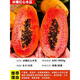 Yimizhu Four Seasons Papaya Fruit Tree Fruit Seedlings Rock Sugar Red Heart Fruit Papaya Extra Large Seedlings Fruit Trees Potted Planting in the North and South Courtyard Rock Sugar Fruit Papaya 1 Sweet and Soft Glutinous Year