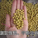纳豆专用黄豆690小金黄东北黑龙江小粒黄豆发芽专用 纳豆专用小金黄-黄豆2斤