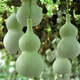 New product Jiuxianbao gourd extra large gourd seeds vegetable balcony garden potted climbing vine seeds Jiuxianbao gourd seeds seeds a pack of about 35 seeds