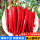 Spicy Spicy Pepper Seeds, Golden Spicy Green Peppers, Pig Intestine Pepper Seeds, Potted Vegetable Seeds for Garden Fields and Balconies, New Beauty Peppers, Hot and Moving, Approximately 300 capsules, 1 pack