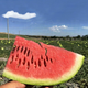 Xiangbin watermelon seeds Ningxia selenium sand mountain stone melon seeds sown in all seasons, high yield, thin skin, medium ripe, super sweet, large fruit seed, Desert No. 1 watermelon seeds 100 original