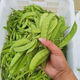 甜脆荷兰豆种子菜豌豆双花双夹耐寒农家自种秋冬季豆角菜种子 荷 荷兰豆种子[今年新种 #9898颗颗新种子--300粒