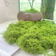 Simulated filamentous moss green micro landscape layout fake lawn fish tank landscaping rockery stone bonsai landscaping pavement light yellow green 70g free 40g