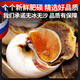 Guoxun extra large cat's eye snail (no ice, no sand) net weight 3Jin Jin is equal to 0.5kg, cooked frozen conch conch screws 13-14 heads/Jin Jin is equal to 0.5kg