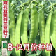 甜脆荷兰豆种子菜豌豆双花双夹耐寒农家自种秋冬季豆角菜种子 荷 荷兰豆种子[今年新种 #9898颗颗新种子--300粒
