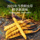 
Tongrentang brand Fresh Cordyceps sinensis about 0.81-1.0g/root 30 pieces of Qinghai source straight
