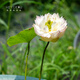 微型碗莲种藕苗水培植物莲花小荷花苗根茎藕鞭苗庭院花卉盆栽裸藕 小三色【小型】 8-15CM