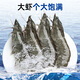 Linglue Qingdao Salted Frozen Prawns Net Weight 3Jin Jin is equal to 0.5kg 75-90 pieces Salted Frozen White Prawns Prawns Base Shrimp Fresh Shrimp