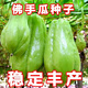 Shop Chayote Early Ripening Extra Large Chayote Vegetable Climbing High Yield Disease Resistant Perennial Melon Affordable Price High Yield Good - 20 Count - Net Seeds Chayote Seeds