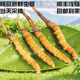 
Fresh Cordyceps sinensis 2025 Selected Alpine Fresh Cordyceps SF Express Cold Chain Direct Hair 1.2-1.4 grams/100 roots Tibet fresh grass 0.5-0.6 grams each 10 pieces of tasting