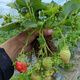 [1421 people collect] (can eat strawberries in 20 days) Potted strawberry seedlings of red beauty, four seasons, strawberry seedlings in the south and north (Red beauty, strawberry bare root) Fruit sweet, with flowers and fruits, strong seedlings [12] Fruits full of pots
