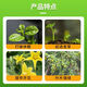 Zheng's Chemical Zheng's Chemical Sodium Nitrophenolate 98% Plant Growth Regulator Original Powder Genuine Small Packaging Promotes Agricultural Leaf Greening 1KG