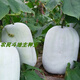 Local old variety short white haired winter melon seeds traditional large winter melon farm taste pink skin winter melon seeds 10 pieces