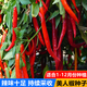 Spicy Spicy Pepper Seeds, Golden Spicy Green Peppers, Pig Intestine Pepper Seeds, Potted Vegetable Seeds for Garden Fields and Balconies, New Beauty Peppers, Hot and Touching, Approximately 900 capsules, 3 packs