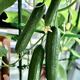 Cucumber seedlings, Dutch fruit cucumber seedlings, cucumber seedlings, high-yielding dense cucumbers, four-season balcony potted vegetable seedlings, 6 fruit cucumber seedlings