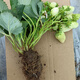 [1421 people collect] (can eat strawberries in 20 days) Potted strawberry seedlings of red beauty, four seasons, strawberry seedlings in the south and north (Red beauty, strawberry bare root) Fruit sweet, with flowers and fruits, strong seedlings [12] Fruits full of pots
