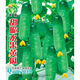 New varieties of fruit cucumbers are on the market for raw consumption, new varieties of fruit seeds and vegetable seeds for balcony planting, new varieties of crisp and sweet fruit cucumber seeds, 250 capsules, 5 packs