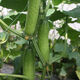 New varieties of fruit cucumbers are on the market for raw consumption, new varieties of fruit seeds and vegetable seeds for balcony planting, new varieties of crisp and sweet fruit cucumber seeds, 250 capsules, 5 packs