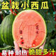 Qili super sweet honey small watermelon seeds ruby small watermelon thin skin seedless four seasons courtyard balcony potted fruit seeds apple watermelon original 20 capsules / 10 bags