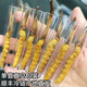 Frischer Cordyceps sinensis Vakuumverriegel