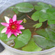 Water lily seedlings, lotus potted plants, medium and large bowl lotus lotus seeds, lotus root hydroponics, aquatic pond pots, lotus leaf seeds, large water lily root pieces 3 pieces - mixed color