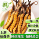 Luzhangtang Cordyceps sinensis fresh first stubble fresh grass SF Express cold chain production location straight hair selection Dacaoto period fresh grass is now dug on the same day. Each piece of Nagqu fresh grass in Tibet is 0.6 grams and 30 pieces packed