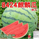Qizhe 8424 Kirin few seed watermelon seeds, seedless, extra large, high yield, giant sweet king, southern four seasons vegetable and fruit seeds, Kirin Prince watermelon selection 50 capsules/1 pack + chemical fertilizer