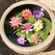 Water lily seedlings, lotus potted plants, medium and large bowl lotus lotus seeds, lotus root hydroponics, aquatic pond pots, lotus leaf seeds, large water lily root pieces 3 pieces - mixed color