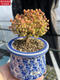 MPPMCK Real-Life Orange Candy Bonbugs Mandarine Zweige und Stängel Aprikosen kleiner baumförmiger Klippe Old Stapel Sukkulente Pflanzen nach einem Schuss 695 Kumquat Pot Mund 6 cm 3.9 Foto enthalten Topf