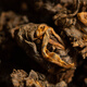Jeep Nr. 719 Isländischer alter Baumtee alter Tee 600G Yunnan Pu'er Tee reife Tee in Dosen 600g