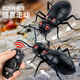 
Remote-controlled electric ant children's prank decompression artifact simulation for little boys and girls fun black technology toys [Classic version - Remote-controlled ladybug] Red model 9922+ equal code